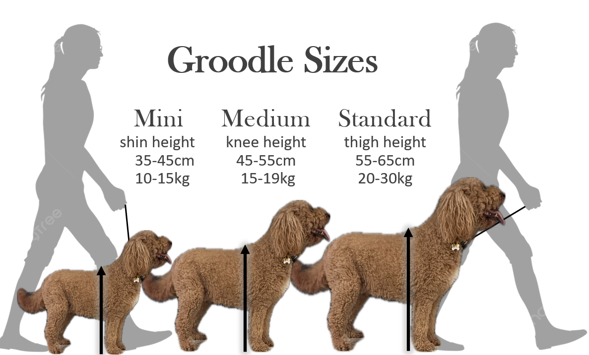 Groodle sizes: Mini (shin height, 35-45cm, 8-15kg), Medium (knee height, 45-55cm, 15-22kg), and Standard (thigh height, 55-65cm, 22-30kg), shown beside a person for scale