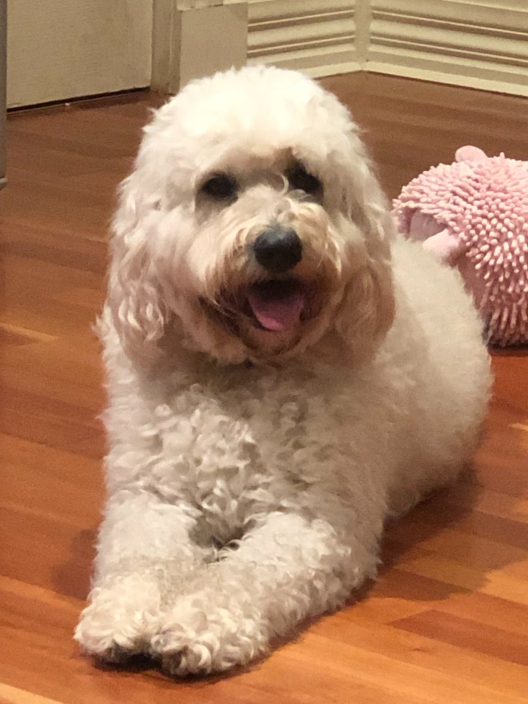 One of my happy cream Groodles